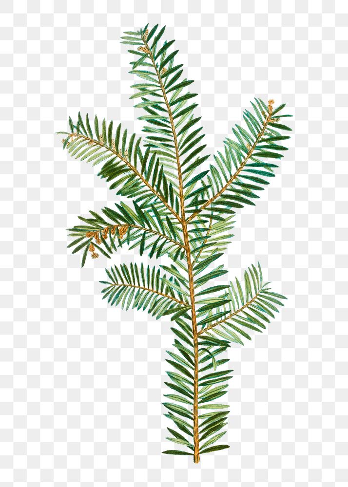 English yew plant transparent png