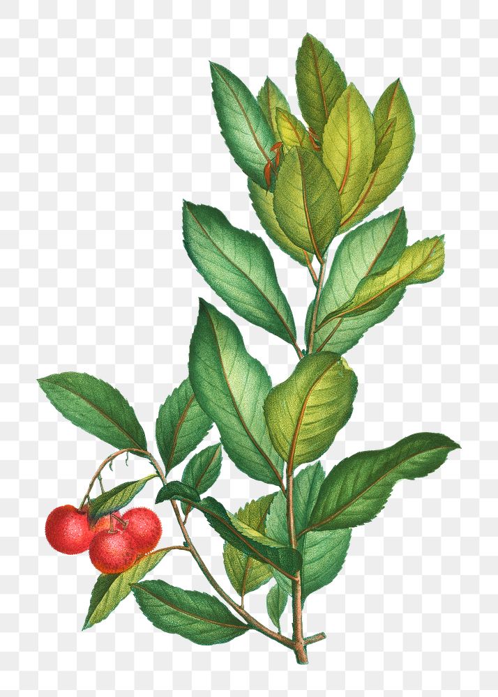 Evergreen strawberry tree transparent png