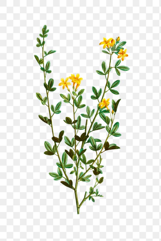 Blooming yellow jasmine transparent png
