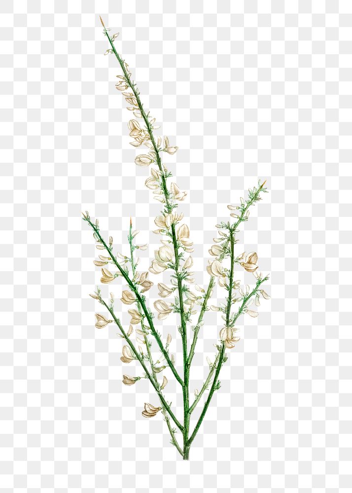 Genista multiflora flower transparent png