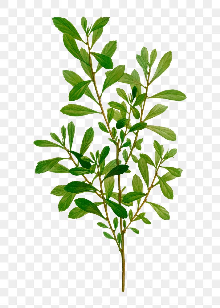 Bog-myrtle branch plant transparent png
