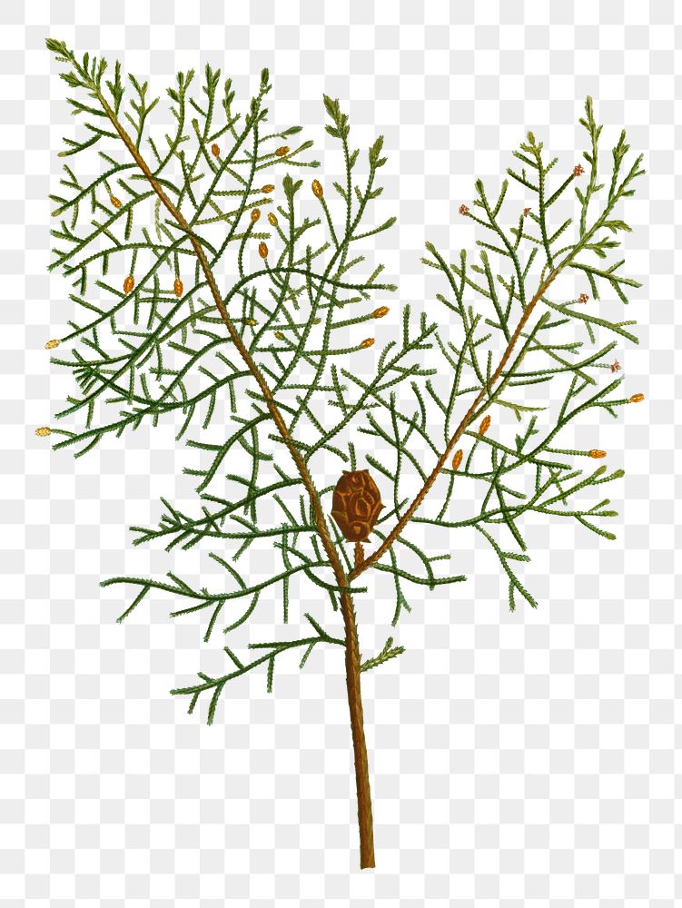Chinese weeping cypress branch plant transparent png