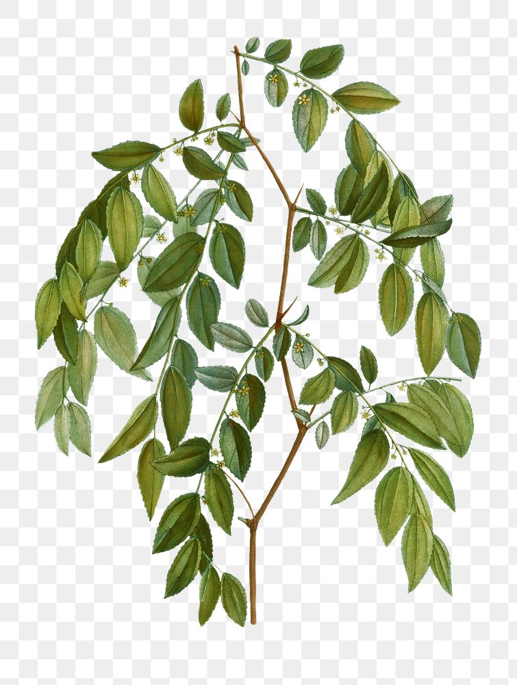 Jujube branch plant transparent png