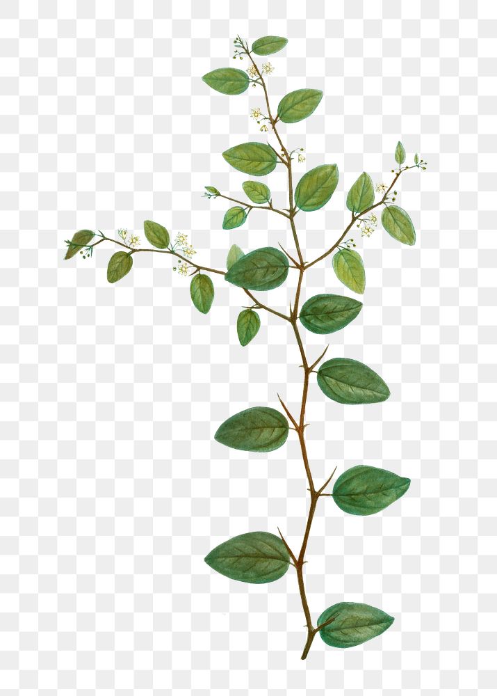 Christ's thorn branch plant transparent png