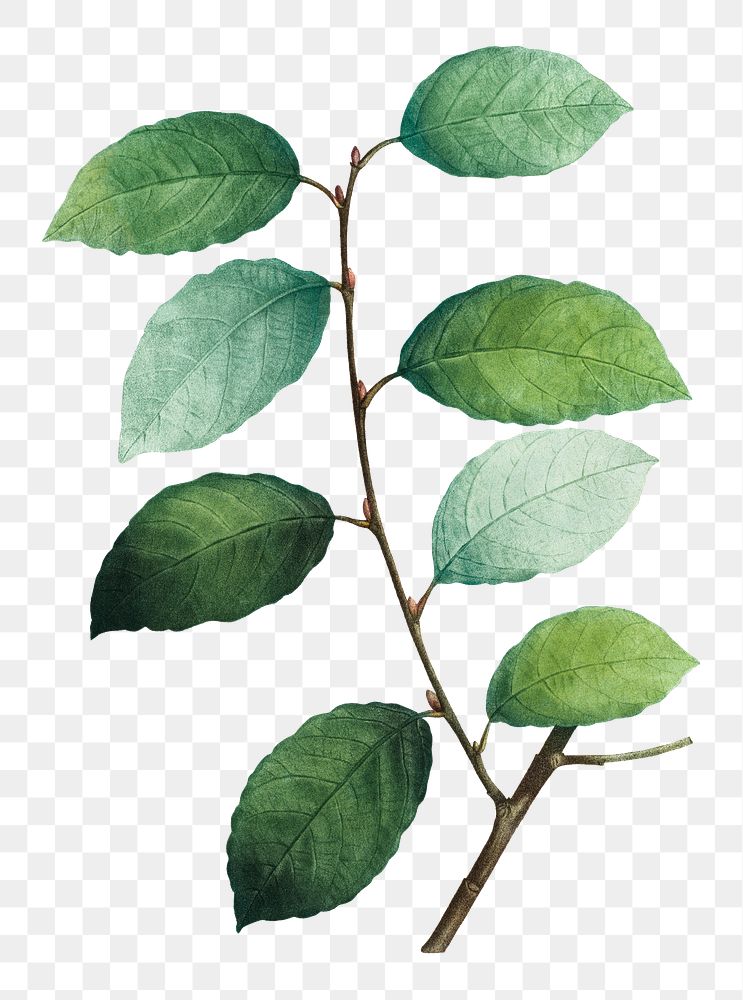 Eared willow plant transparent png