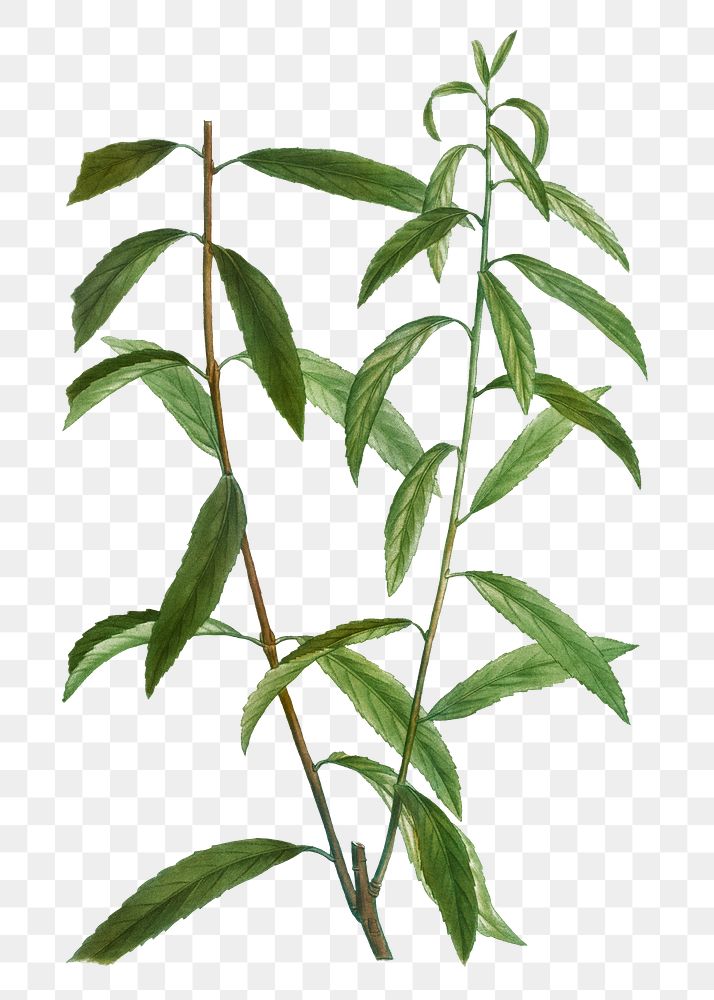White willow branch plant transparent png