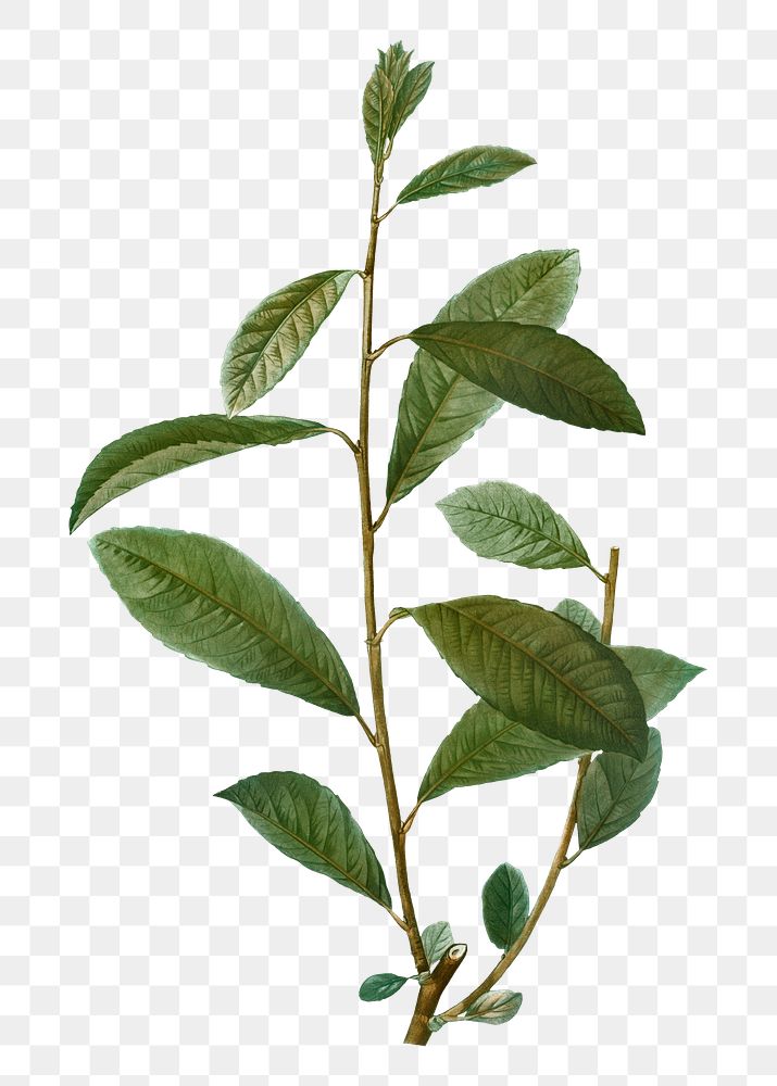 Grey willow branch plant transparent png