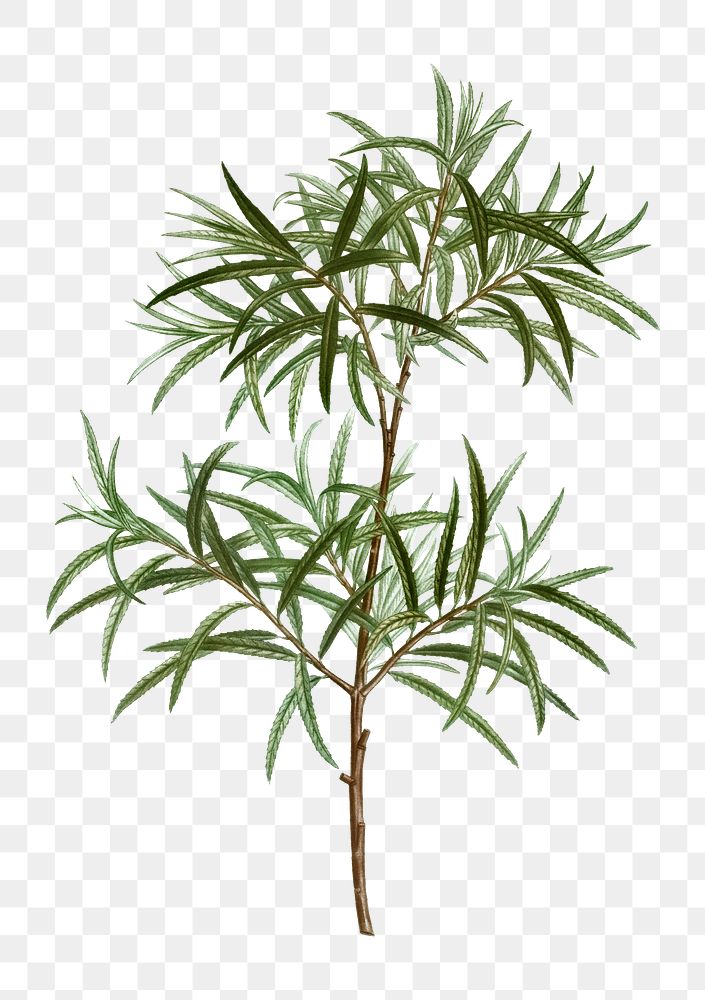 Bitter willow branch plant transparent png
