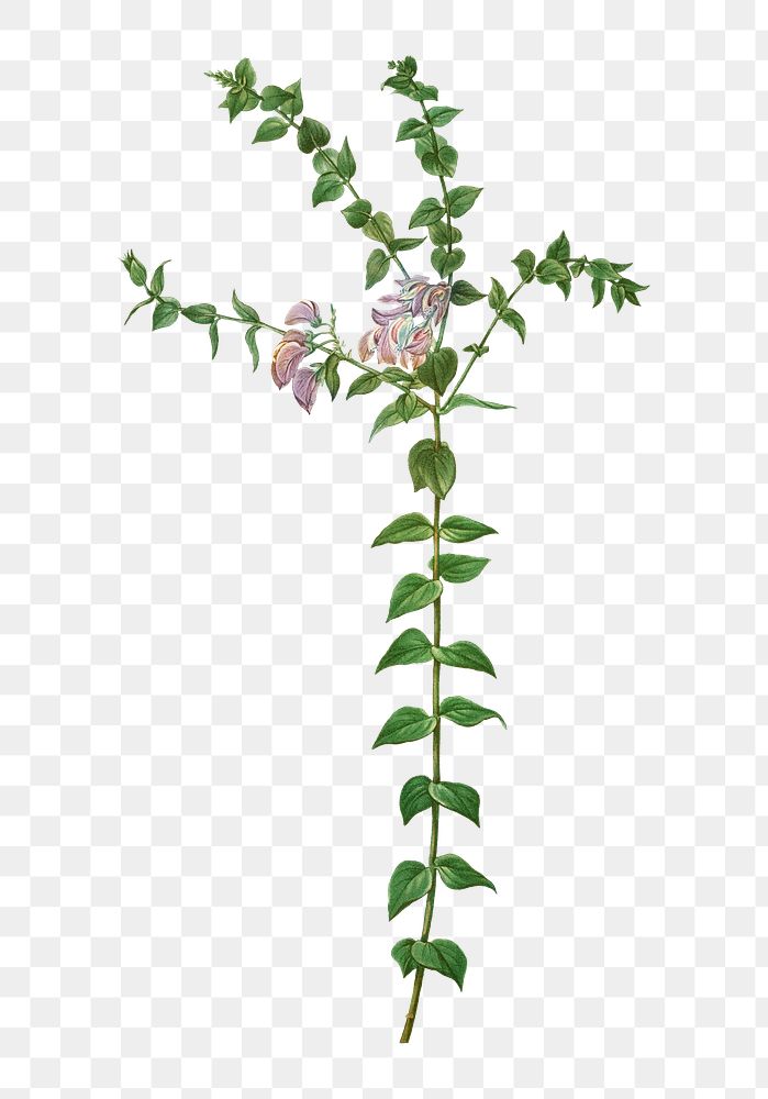 Heart-leaved polygala branch plant transparent png