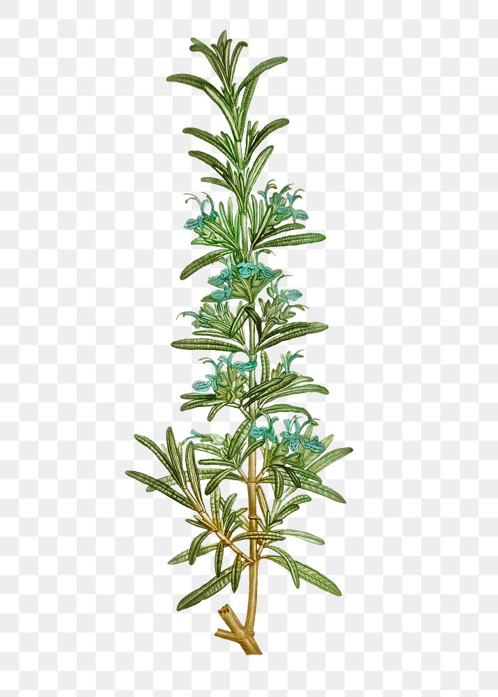 Rosemary branch plant transparent png