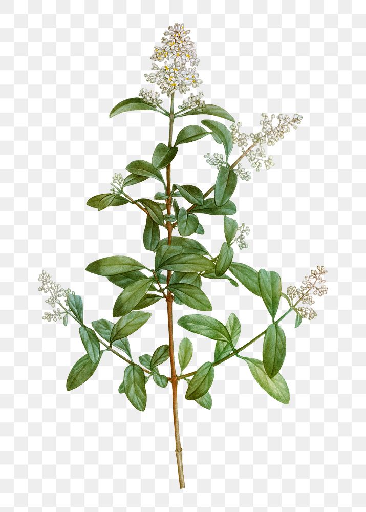 Wild privet branch plant transparent png