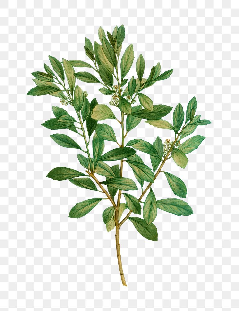 Inkberry branch plant transparent png