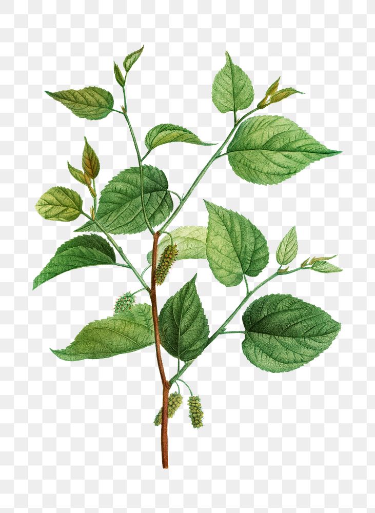 Red mulberry branch plant transparent png