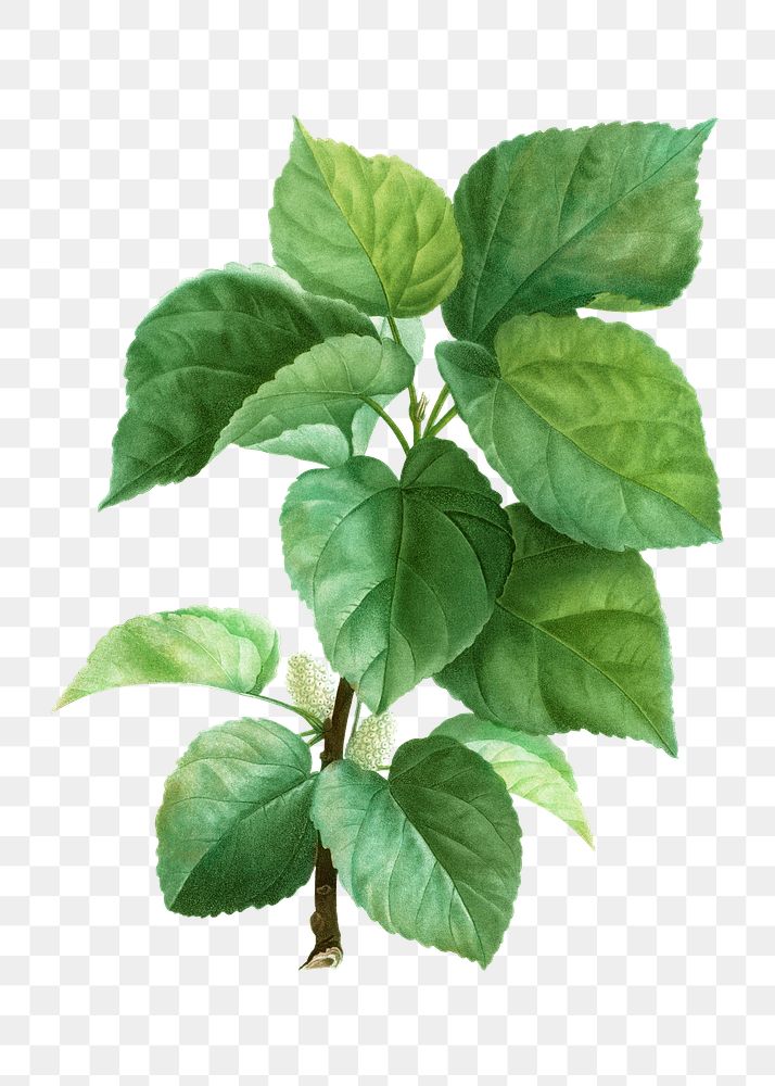 White mulberry plant transparent png