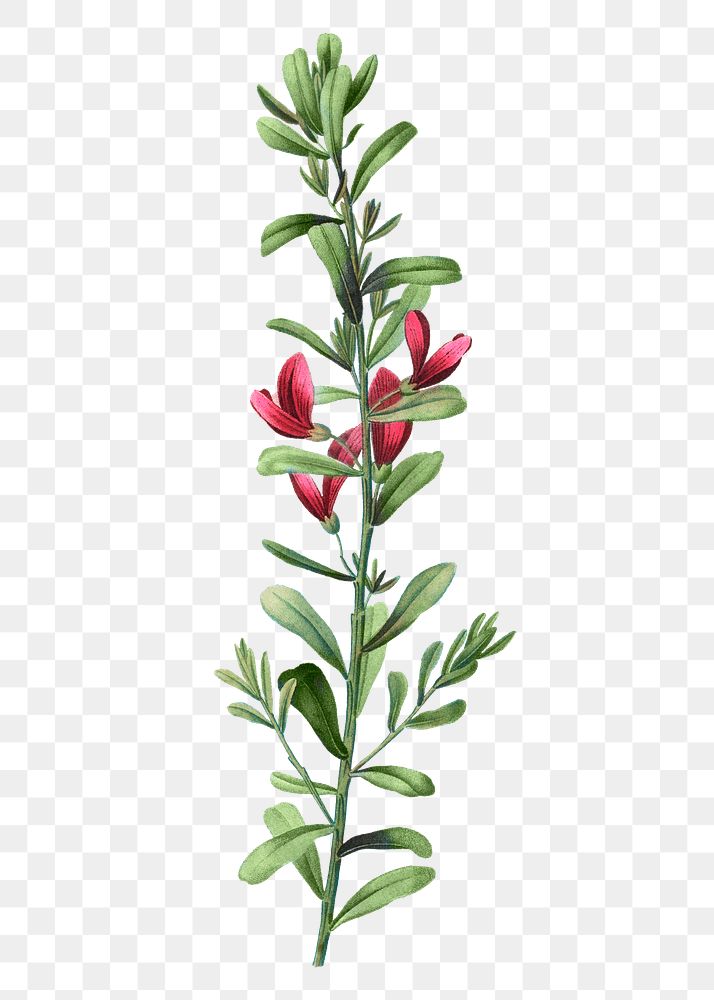 Cocky's tongues plant transparent png