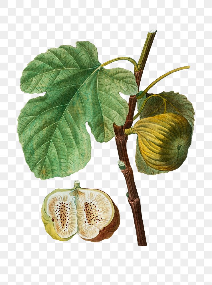 Fig fruit plant transparent png