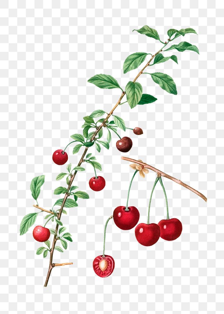 Cherry fruit plant transparent png