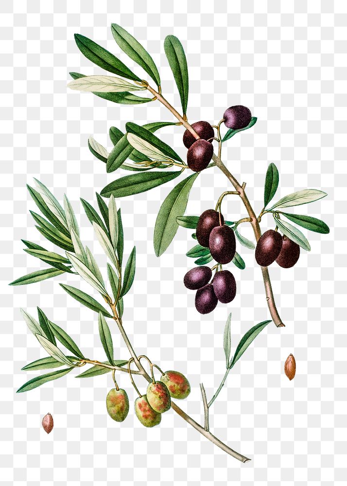 Olive tree branch transparent png