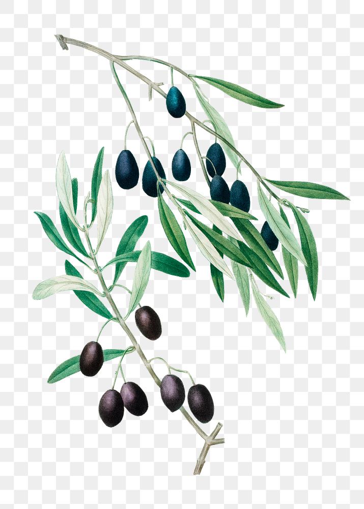 Olive tree plant transparent png