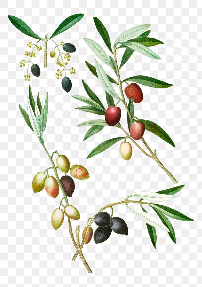 Olive tree branch transparent png