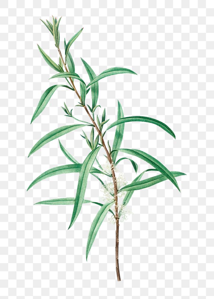 Willow-leaved hakea branch plant transparent png