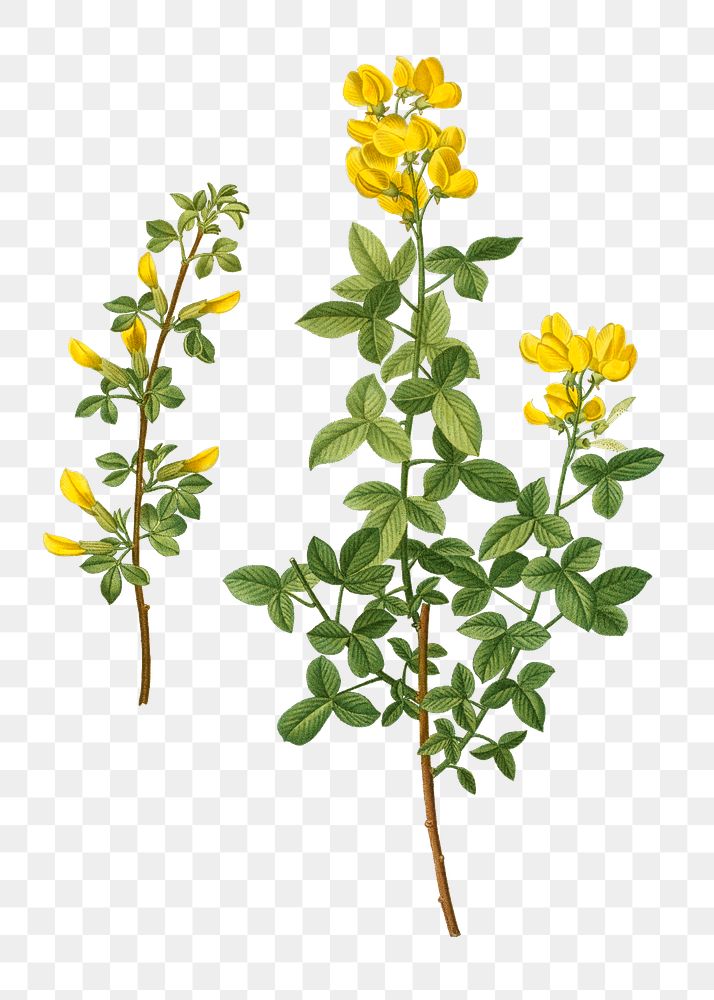 Common cytisus (Cytisus biflorus) branch plant transparent png​​​​​​​