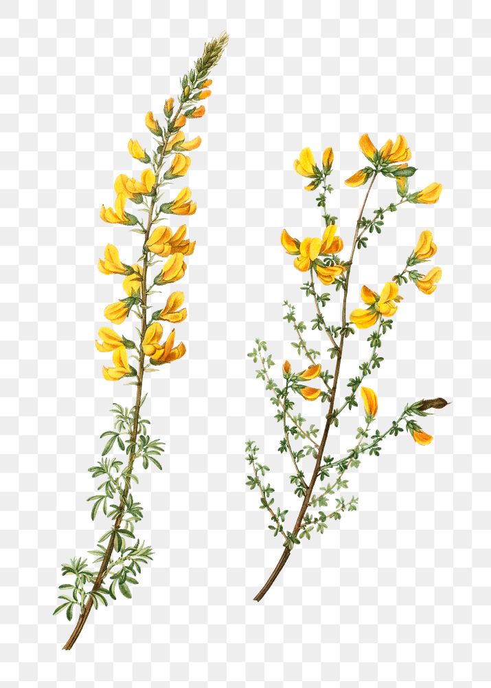Cytisus complicatus and Cytisus telonensis branch plant transparent png​​​​​​​