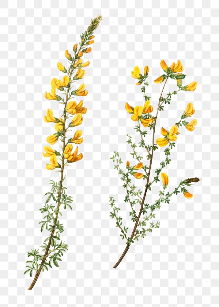 Cytisus complicatus and Cytisus telonensis branch plant transparent png