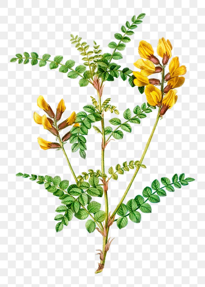 Cytisus wolgaricus plant transparent png