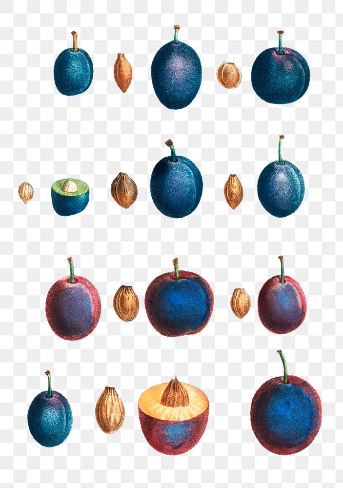Stages of a plum transparent png