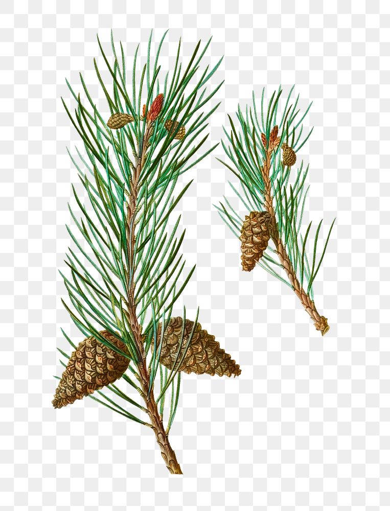 Scots pine plant transparent png
