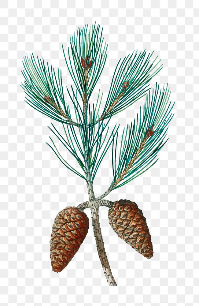 Aleppo pine plant transparent png