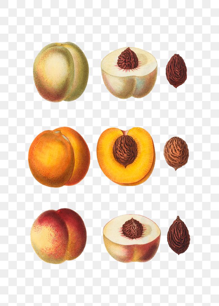 Peach and its seeds transparent png
