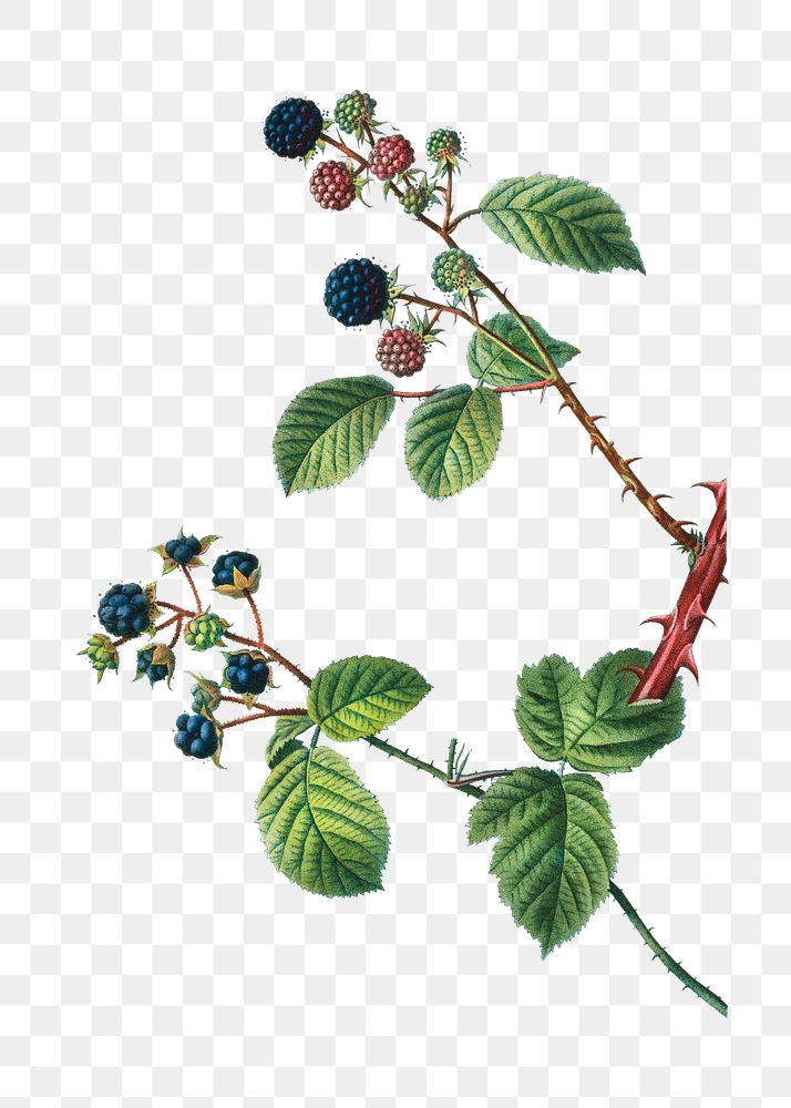 Blackberry and dewberry plant transparent png