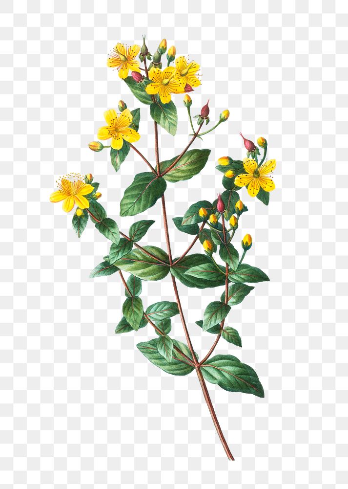 Stinking tutsan plant transparent png | Premium PNG Sticker - rawpixel