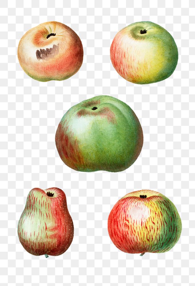 Sweet apple fruits transparent png