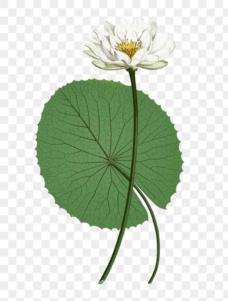 White lotus with green leaf png vintage