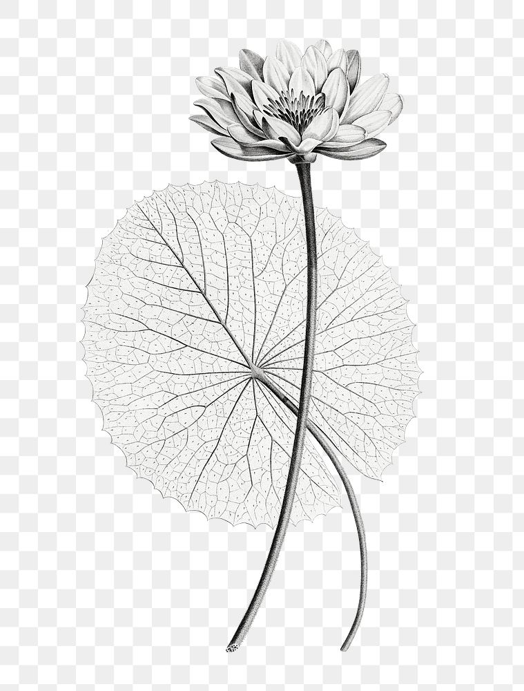 Vintage lotus png with leaf hand drawn