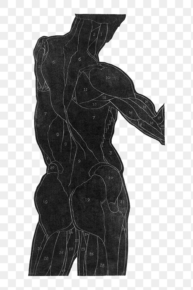 Human anatomy png in silhouette design element, remixed from artworks by Reijer Sto