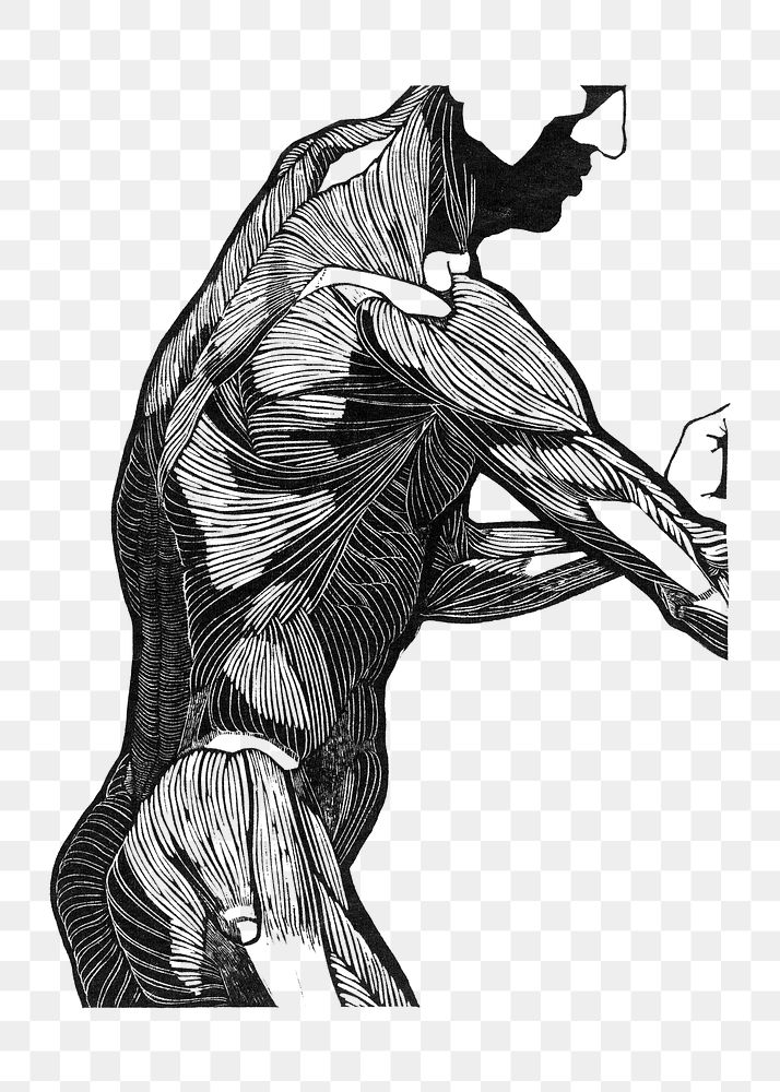 Human anatomy png with man's lateral and arm muscles, remixed from artworks by Reijer Stolk