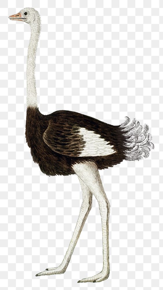 Ostrich png vintage animal illustration, remixed from the artworks by Robert Jacob Gordon