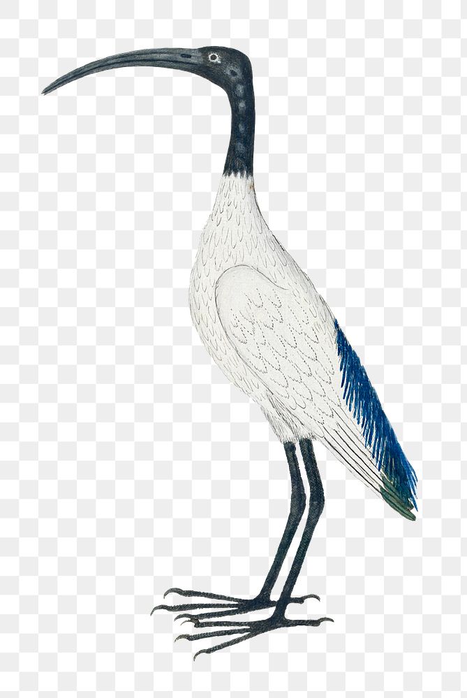 African sacred ibis png vintage animal illustration, remixed from the artworks by Robert Jacob Gordon