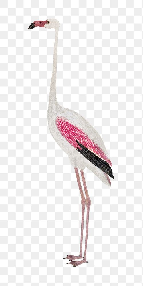 Flamingo png vintage animal illustration, remixed from the artworks by Robert Jacob Gordon