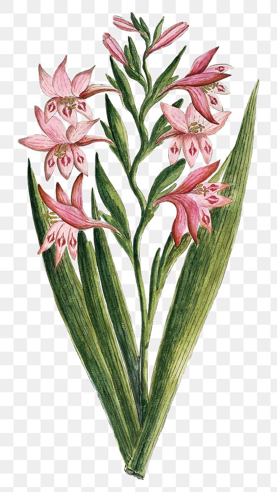 Gladiolus carneus png vintage flower illustration set, remixed from the artworks by Robert Jacob Gordon