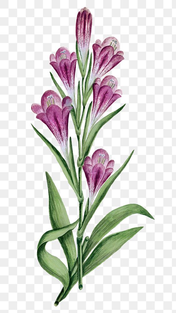 Gladiolus caryphyllaceus png vintage flower illustration set, remixed from the artworks by Robert Jacob Gordon