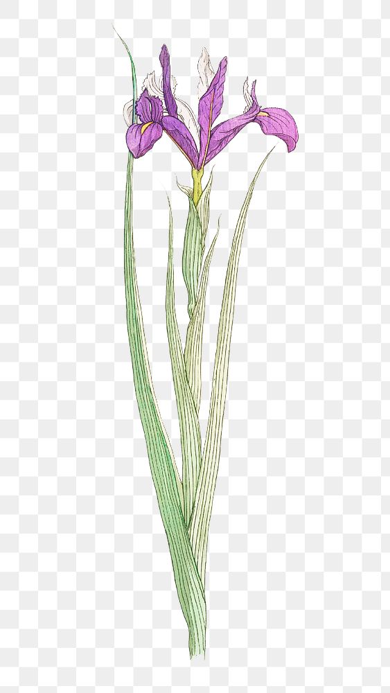 Vintage iris flower transparent png design element