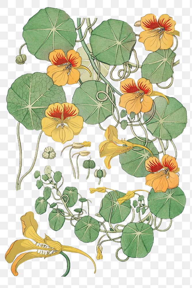 Vintage nasturtium flower parts transparent png design element