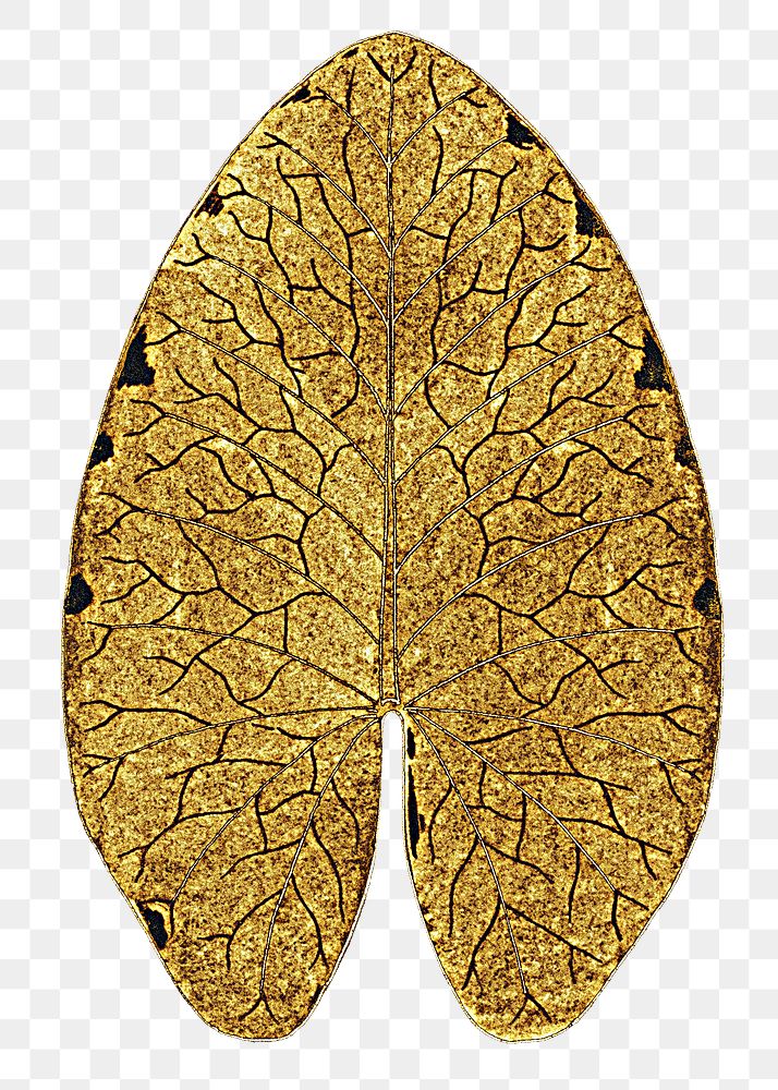 Gold water lily leaf transparent png design element