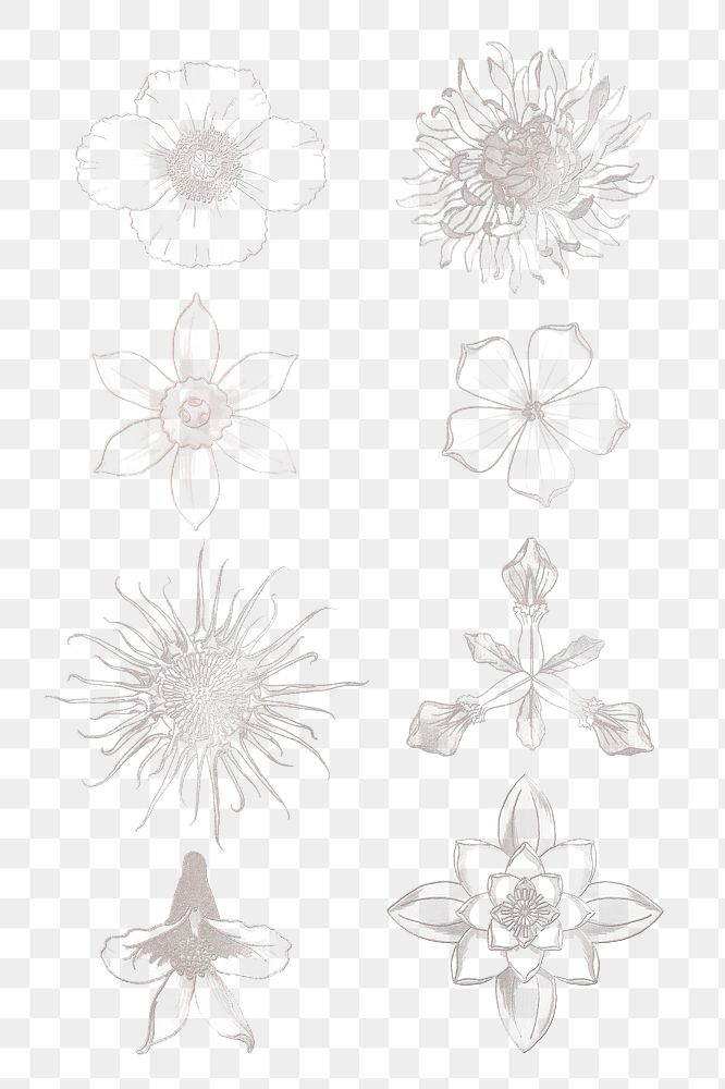 Line drawing flower set transparent png design element