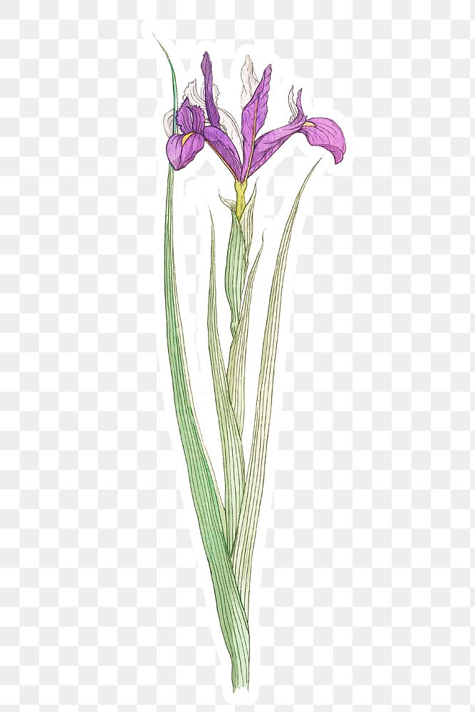 Vintage iris flower sticker with white border design resource